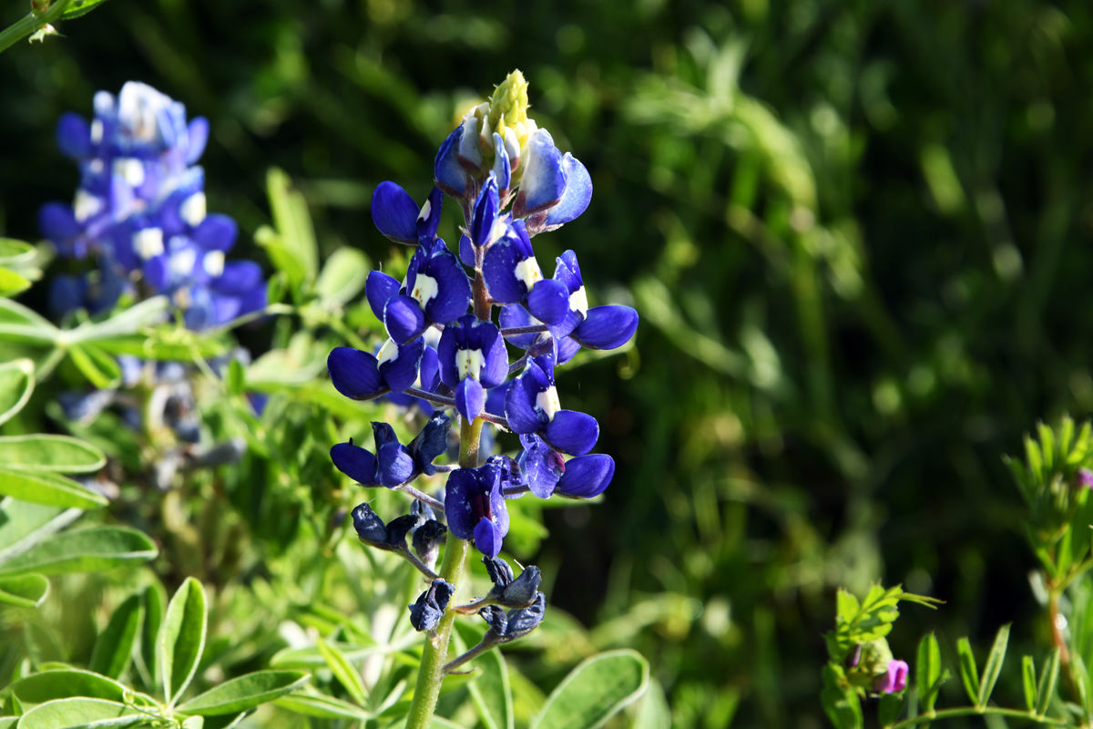 196 Bluebonnets at Wildseed Farm.JPG